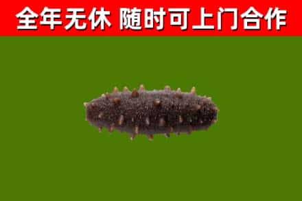 当阳回收海参干